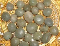 Chinese herbal medicine Yunshen 500 grams