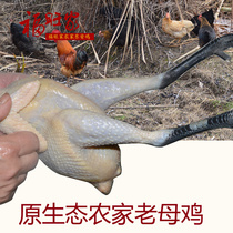 Authentic farmhouse native chicken home stocking does not feed feed kill good delivery vacuum plus ice Shunfeng Old Hen