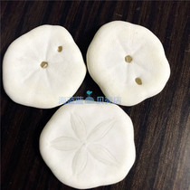 Natural conch shell white sea money sand money sea urchin micro-landscape landscaping wall sticker floor decoration shooting props