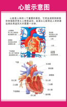 725 poster printed display board inkjet material sticker picture 222 Hospital Internal medicine structure diagram 4 heart diagram