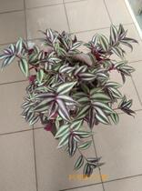 Pot orchid seedlings potted purple leaves bamboo plum branches purified air formaldehyde absorption drought and high temperature resistance including 5 roots