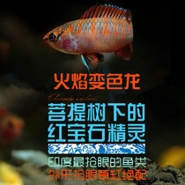 South American aquarium flame chameleon fish chameleon mini short bream (rare fish) live fish tropical fish