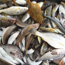 Haizhiwo seafood Seafood Sea fish Sea mixed fish Deep sea fish Hotel ingredients Fresh frozen