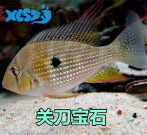 Sapphire Guanknife Gem Three Lake Cichlid American Cichlid Cichlid Live Tropical Ornamental Fish