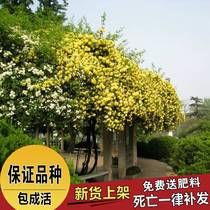 Yard climbing vine climbing plant Wood fragrant rose yellow flower white flower red flower potted wood flower seedling