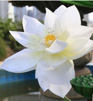High emulation lotus leaf lotus leaf flower bud lotus flower lotus pool decorated with flower fake floral silk flowers for Buddhist lotus lotus flowers