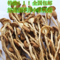 Jiangxi Guangchang local specialty tea tree mushroom dry goods 500g new goods do not open umbrellas own dry tea mushrooms