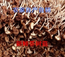 Fresh special grade tea tree mushrooms Jiangxi specialty Guangchang farmhouse tea tree mushroom dried goods do not open umbrella tea mushrooms 500g