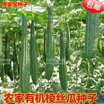 Farmhouse organic loofah seeds Shouguang vegetable seeds heirloom seeds very delicious loofah seeds