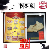 Liaoning ancient biological Wolf fin fish fossil specimens original stone animal and plant strange stone ornaments collection of gifts new products