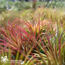 Air pineapple all red elves Tillandsia ionantha rubra purifies air