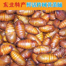 Northeast specialty 2020 new goods rhubarb cocoon pupa Tussah tree silkworm cocoon silkworm pupa high protein nutrition 3 pounds