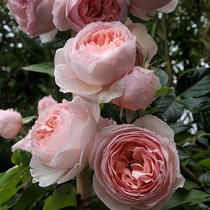 European rose Heritage (Heritage) almost thorn-free rose climbing vine rose potted rose rose potted rose seedlings