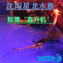 Crown Helicopter Alien Algae Fish Tropical Fish Aquatic Fish Freshwater Fish