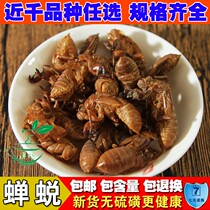 Wild selected sulfur - free water - washing cicada degenerate cicada - shirt grasshopper - skin knows about 500 grams of skin