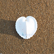 Concentric clam 4CM rare natural conch shell Aquarium landscaping decoration Childrens toys Heart-shaped couple gift DIY