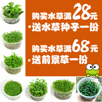 Aquarium water plant foreground grass grass skin seed Mini dwarf pearl cow hair climbing ground Tianhu Sunflower Fish tank water plant landscaping