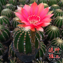 (Flower Expo_Cactus Black King Kong) opening big safflower self-root price short hairball thornless cactus ball room landing