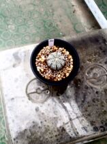 The planet is a miracle