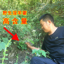 Wild Epimedium male tonic Tea Sheep Epimedium Xianling spleen Round leaves Epimedium sheep hind leaves can be paired with Cistanche lock Yang