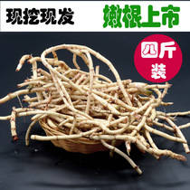 Houttuynia cordata Thunb fresh weight 4kg loading xian fa steadily root ce er gen scottish fold gen yu xing cao