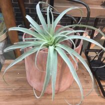 Simulation succulent plant flocking air pineapple home decoration green plant wall landscape meaty