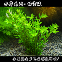 Water grass~Aquarium water grass~Fish tank water grass~Green court grass~Taco grass~In the rear view grass(10 send 4)