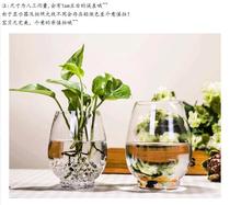 Transparent glass vase Fear Dragon Egg Green Ole Bronze Money Grass Sleeping Lotus Flower Flower Arrangement Glass Flower Pot Hydroponic Flower Vase