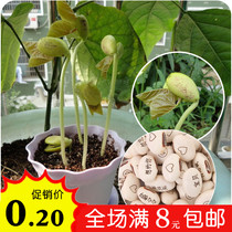 Magic lettering love magic bean seed creative mini plant with word bean custom long word bean small potted plant
