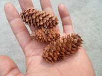 Supply process materials fish scale pine nuts small pine nuts This shop supports the mixed batch