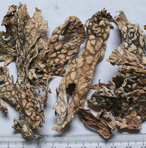 Chinese herbal medicine old longpi 500g