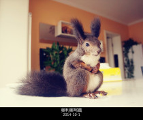 (Oreo)Squirrel heat stroke vomiting Gastrointestinal cold Summer standing alcohol-free does not irritate the stomach
