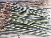 Phyllostachys iridenscens Xiao material