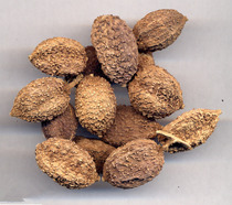 Chinese herbal medicine wide sand Renery Renyang spring sand spring sand kernel special price 500 gr RMB36  2 catties