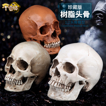 Qiqifang Halloween high simulation human muscle skull model Bone Anatomy medical skull resin skull