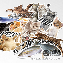 Original cat sticker cat star set cartoon suitcase sticker waterproof 3M notebook mobile phone sticker