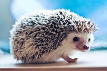 Adult 1000 Chip Wood Puzzle 1500 Childrens Educational Toys Animal Customized Creative Gift Cute Little Hedgehog
