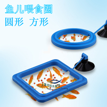 Fish feeding ring aquarium aquarium fish food fish food fish feed floating feeding ring feeding ring feeding ring feeder feeder