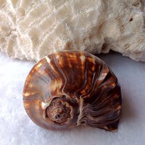 Natural conch collection Shell roll shell Zebra shrimp breeding snails Black fragrant snails Oversized decorative rare landscaping large