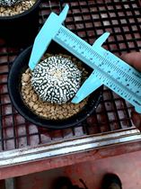 Super Dou Iwata Sea Star Super Dou