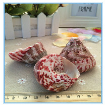 Conch shell flower spotted bell snail red tower snail fish tank floor living wall decoration wedding creativity