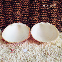 (Dragon Scallop-cochlear World) hosts crab special food basin water feeder 1 pair of 2 pieces of natural sea snail shells