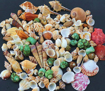 Marine bottle material natural small conch shell wish small starfish dolphin micro landscape landscape decoration ornaments