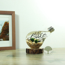 Seaweed ball marimo hydroponic micro-landscape bottle table decoration holiday gift Japan Hokkaido new look