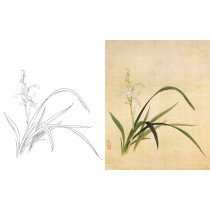 Gongbi painting white sketch background Orchid sketch physical white paper print Yu Zhizhen 33*40 with color map 278T