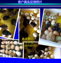 Huinong holding Chicks egg electric floating egg chick fully automatic household small incubator egg incubator chick
