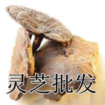 Red Lingche Red Lingche without a full branch of non - half wild Ganoderma Changbai Black Ganoderma 500g