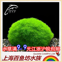 Green Algae Balls Green Balls Algae M Number L Prospects Water Grass Scape Fish Tank Water Grass water Leaf