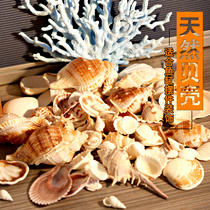 Natural conch shell fish tank Aquarium landscaping decorations Hermit crab set small gift floor decoration photo