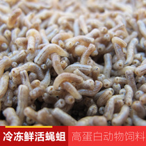 Frozen maggots Frozen fresh maggots Frozen live maggots fish shrimp turtle turtle bird and other fresh raw materials 3 pieces